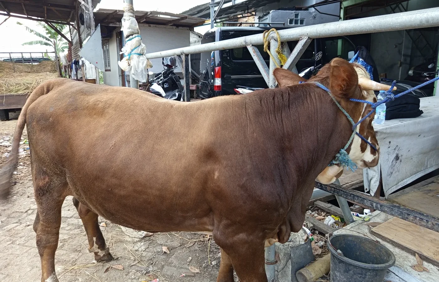 Qurban